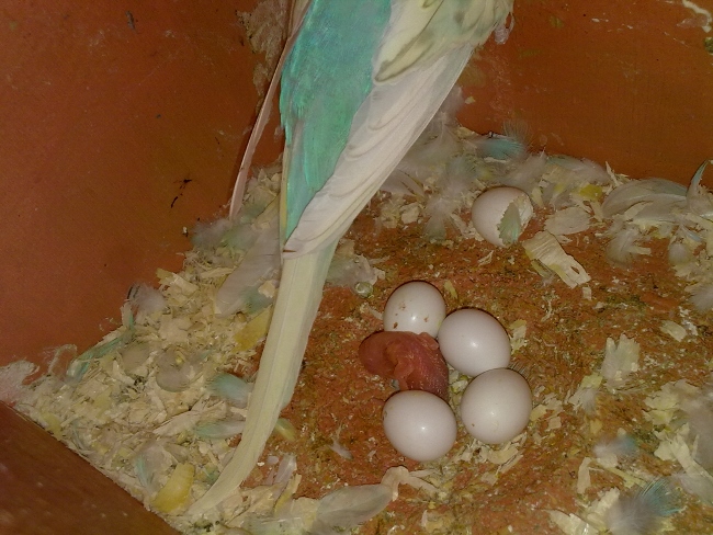 la coco tribà¹ si allarga
:)